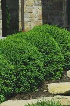 Green Velvet Boxwood - 7 Gallon Pot -Garden Plant Store Boxwood Green Velvet 7