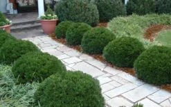 Justin Brouwers Dwarf Boxwood - 6 Pack Of 1 Gallon Pots -Garden Plant Store Boxwood Justin Brouwers In Landscape