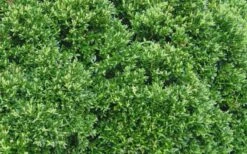 Justin Brouwers Dwarf Boxwood - 6 Pack Of 1 Gallon Pots -Garden Plant Store Boxwood Justin Brouwers Leaves
