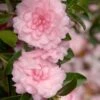 October Magic Pink Perplexion Camellia - 3 Gallon Pot
