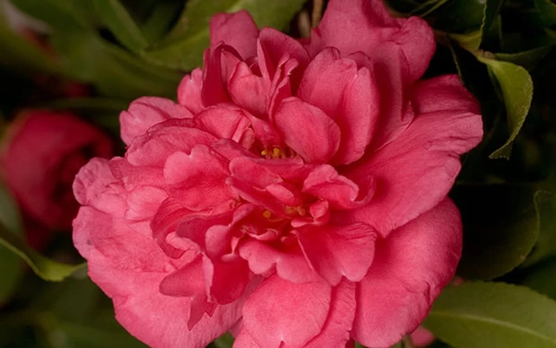 Alabama Beauty Camellia Sasanqua - 2.5 Quart Pot 4 Alabama Beauty Camellia Sasanqua - 2.5 Quart Pot - Image 4