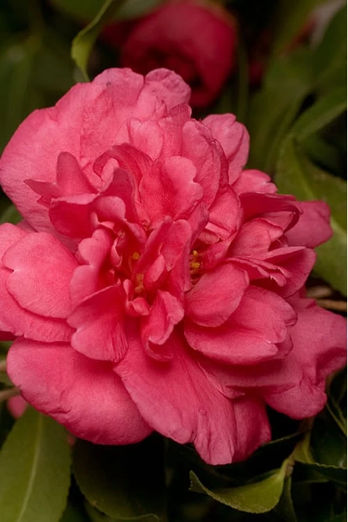 Alabama Beauty Camellia Sasanqua - 2.5 Quart Pot 1 Alabama Beauty Camellia Sasanqua - 2.5 Quart Pot