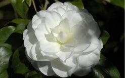 Alba Plena Camellia Japonica - 3 Gallon Pot -Garden Plant Store Camellia Alba Plena Flower Closeup 2