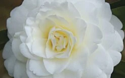 Alba Plena Camellia Japonica - 3 Gallon Pot -Garden Plant Store Camellia Alba Plena Flower Closeup
