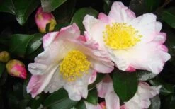 Apple Blossom Camellia Sasanqua - 3 Gallon Pot -Garden Plant Store Camellia Apple Blossom 1