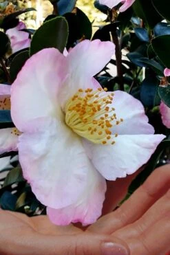Apple Blossom Camellia Sasanqua - 3 Gallon Pot -Garden Plant Store Camellia Apple Blossom 6