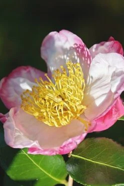 Apple Blossom Camellia Sasanqua - 3 Gallon Pot -Garden Plant Store Camellia Apple Blossom 7