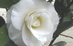 April Snow Camellia Japonica - 1 Gallon Pot 11 April Snow Camellia Japonica - 1 Gallon Pot -Garden Plant Store Camellia April Snow 1