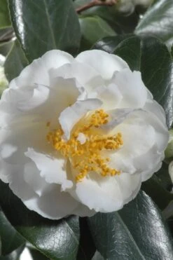 April Snow Camellia Japonica - 1 Gallon Pot 9 April Snow Camellia Japonica - 1 Gallon Pot -Garden Plant Store Camellia April Snow 13