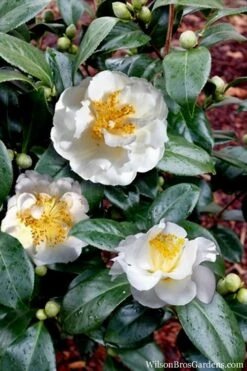 April Snow Camellia Japonica - 1 Gallon Pot 10 April Snow Camellia Japonica - 1 Gallon Pot -Garden Plant Store Camellia April Snow 14