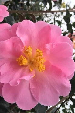 Arctic Dawn Cold Hardy Pink Camellia Hybrid - 1 Gallon Pot -Garden Plant Store Camellia Arctic Dawn 1