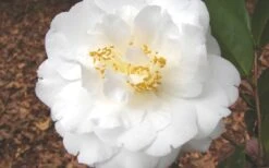 Bessie Battle Camellia Japonica - 3 Gallon Pot -Garden Plant Store Camellia Bessie Battle 1