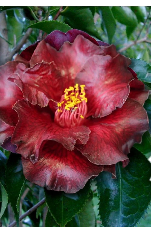 Black Magic Camellia Japonica - 7 Gallon Pot (2-3') 1 Black Magic Camellia Japonica - 7 Gallon Pot (2-3')