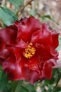 Black Magic Camellia Japonica - 7 Gallon Pot (2-3') 7 Black Magic Camellia Japonica - 7 Gallon Pot (2-3') -Garden Plant Store Camellia Black Magic 2 1