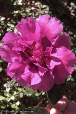 Bonanza Purple Camellia Sasanqua - 3 Gallon Pot -Garden Plant Store Camellia Bonanza 102 1