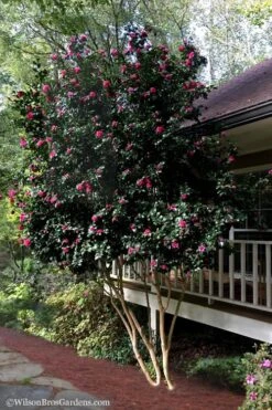 Bonanza Purple Camellia Sasanqua - 3 Gallon Pot -Garden Plant Store Camellia Bonanza Purple 7