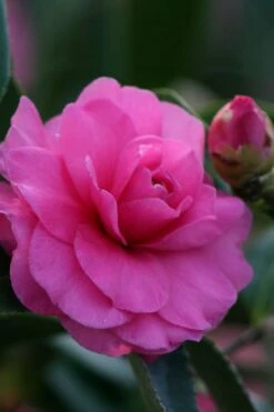 Chansonette Dwarf Weeping Camellia Sasanqua - 3 Gallon Pot -Garden Plant Store Camellia Chansonette 2