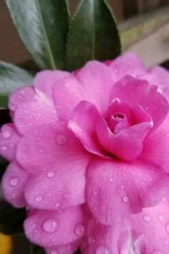 Chansonette Dwarf Weeping Camellia Sasanqua - 3 Gallon Pot -Garden Plant Store Camellia Chansonette 4