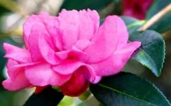 Chansonette Dwarf Weeping Camellia Sasanqua - 3 Gallon Pot -Garden Plant Store Camellia Chansonette 5
