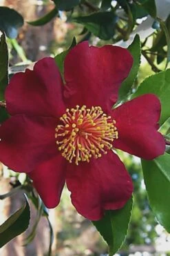 October Magic Crimson 'N Clover Camellia - 3 Gallon Pot -Garden Plant Store Camellia Crimson N Clover 1