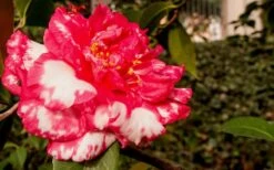 Sacred Dance Camellia Japonica 'Daikagura' - 3 Gallon Pot -Garden Plant Store Camellia Daikagura 3