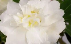 Diana Camellia Sasanqua - 1 Gallon Pot -Garden Plant Store Camellia Diana Flower Closeup