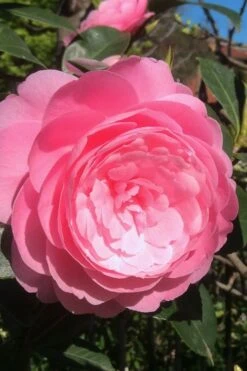 E.G. Waterhouse Camellia - Williamsii Hybrid - 1 Gallon Pot -Garden Plant Store Camellia EG Waterhouse 2 1