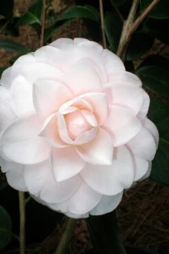 Goggy Camellia Japonica - 1 Gallon Pot -Garden Plant Store Camellia Goggy 3