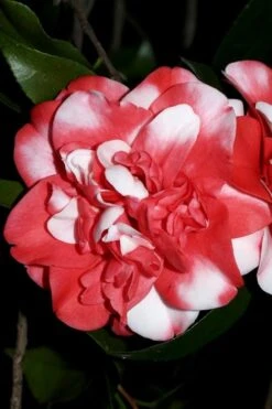 Governor Mouton Red Camellia Japonica - 1 Gallon Pot -Garden Plant Store Camellia Governor Mouton 3