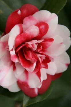 Governor Mouton Red Camellia Japonica - 1 Gallon Pot -Garden Plant Store Camellia Governor Mouton 7