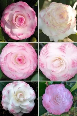 Grace Albritton Camellia Japonica - 3 Gallon Pot -Garden Plant Store Camellia Grace Albritton 4