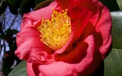 Greensboro Red Camellia Japonica - 1 Gallon Pot -Garden Plant Store Camellia Greensboro Red 1
