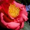 Greensboro Red Camellia Japonica - 1 Gallon Pot