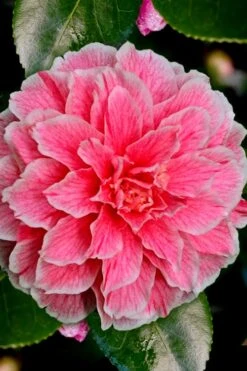 Brilliant Gem Fragrant Camellia Japonica - Herme - 3 Gallon Pot -Garden Plant Store Camellia Hermes 6