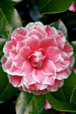 Brilliant Gem Fragrant Camellia Japonica - Herme - 3 Gallon Pot -Garden Plant Store Camellia Herrmes 4