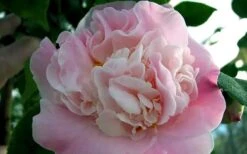 High Fragrance Camellia Hybrid - 3 Gallon Pot -Garden Plant Store Camellia High Fragrance 5