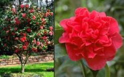 Kramers Supreme Red Double Camellia Japonica - 2 Gallon Pot -Garden Plant Store Camellia Kramers Supreme 2