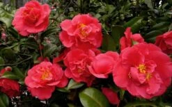 Kramers Supreme Red Double Camellia Japonica - 2 Gallon Pot -Garden Plant Store Camellia Kramers Supreme 52
