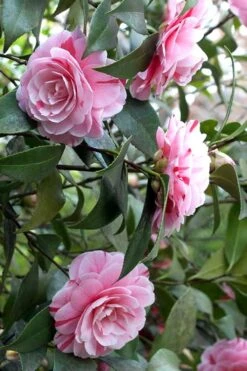 LA Peppermint Camellia Japonica - 1 Gallon Pot -Garden Plant Store Camellia La Peppermint 1