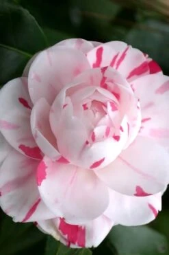 LA Peppermint Camellia Japonica - 1 Gallon Pot -Garden Plant Store Camellia La Peppermint 2
