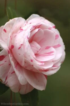 LA Peppermint Camellia Japonica - 1 Gallon Pot -Garden Plant Store Camellia La Peppermint 4