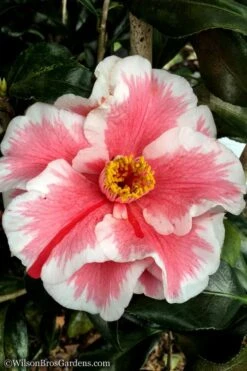 Lady Vansittart Multicolor Camellia Japonica - 3 Gallon Pot -Garden Plant Store Camellia Lady Vansittart 12
