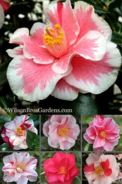 Lady Vansittart Multicolor Camellia Japonica - 3 Gallon Pot -Garden Plant Store Camellia Lady Vansittart 500x750 1