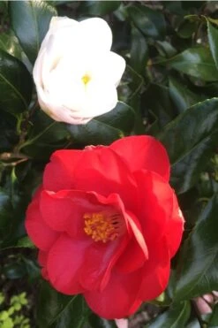 Lady Vansittart Multicolor Camellia Japonica - 3 Gallon Pot -Garden Plant Store Camellia Lady Vansittart Red Flower 1