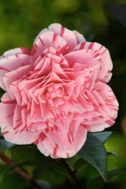 Les Marbury Camellia Japonica - 1 Gallon Pot -Garden Plant Store Camellia Les Marbury 3
