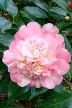 Look Again Camellia Japonica - 3 Gallon Pot 9 Look Again Camellia Japonica - 3 Gallon Pot -Garden Plant Store Camellia Look Again 1