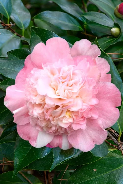 Look Again Camellia Japonica - 3 Gallon Pot 5 Look Again Camellia Japonica - 3 Gallon Pot - Image 5