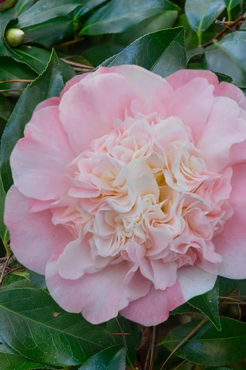 Look Again Camellia Japonica - 3 Gallon Pot 1 Look Again Camellia Japonica - 3 Gallon Pot