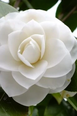 Morning Glow Camellia Japonica - 2 Gallon Pot