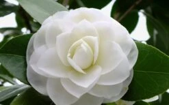 Morning Glow Camellia Japonica - 2 Gallon Pot -Garden Plant Store Camellia Morning Glow 800x500 2